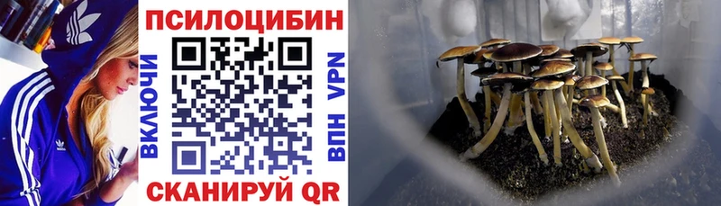 Псилоцибиновые грибы Cubensis  сайты даркнета официальный сайт  Гурьевск 